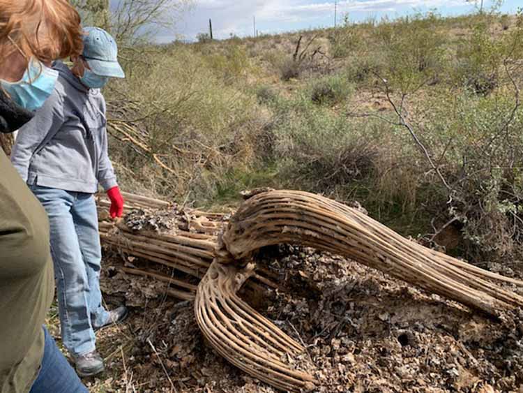 saguaro hunt